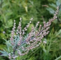 Bild 2 von Artemisia Annua (Einjähriger Beifuß)-Extrakt
